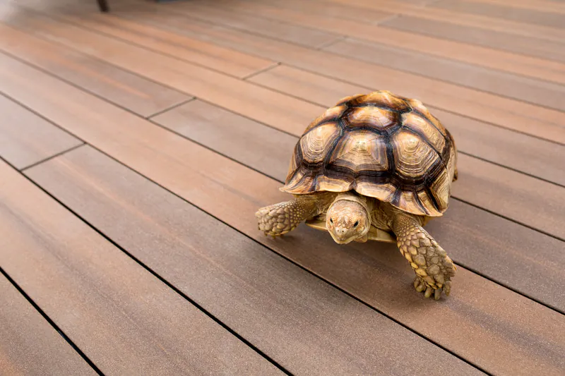 signum-terrassendiele-megawood-holz-disselnmeyer-schildkroete-3c13d6d9 Eine Schildkröte läuft langsam über eine hochwertige Megawood Terrassendiele von Disselnmeyer.