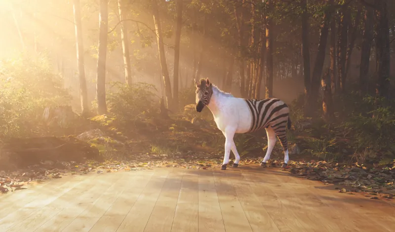 Ein Zebra läuft im warmen Sonnenlicht auf einem Waldweg, passend zum natürlichen Design von ter Hürne Hywood Holzböden.