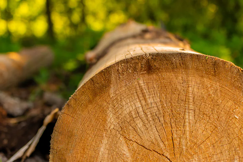 Nahaufnahme der Maserung eines frisch gesägten Baumstamms aus Massivholz im Wald.
