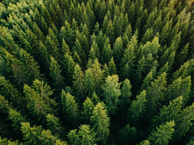 Dichte, grüne Nadelbäume in einem Wald aus der Vogelperspektive betrachtet.