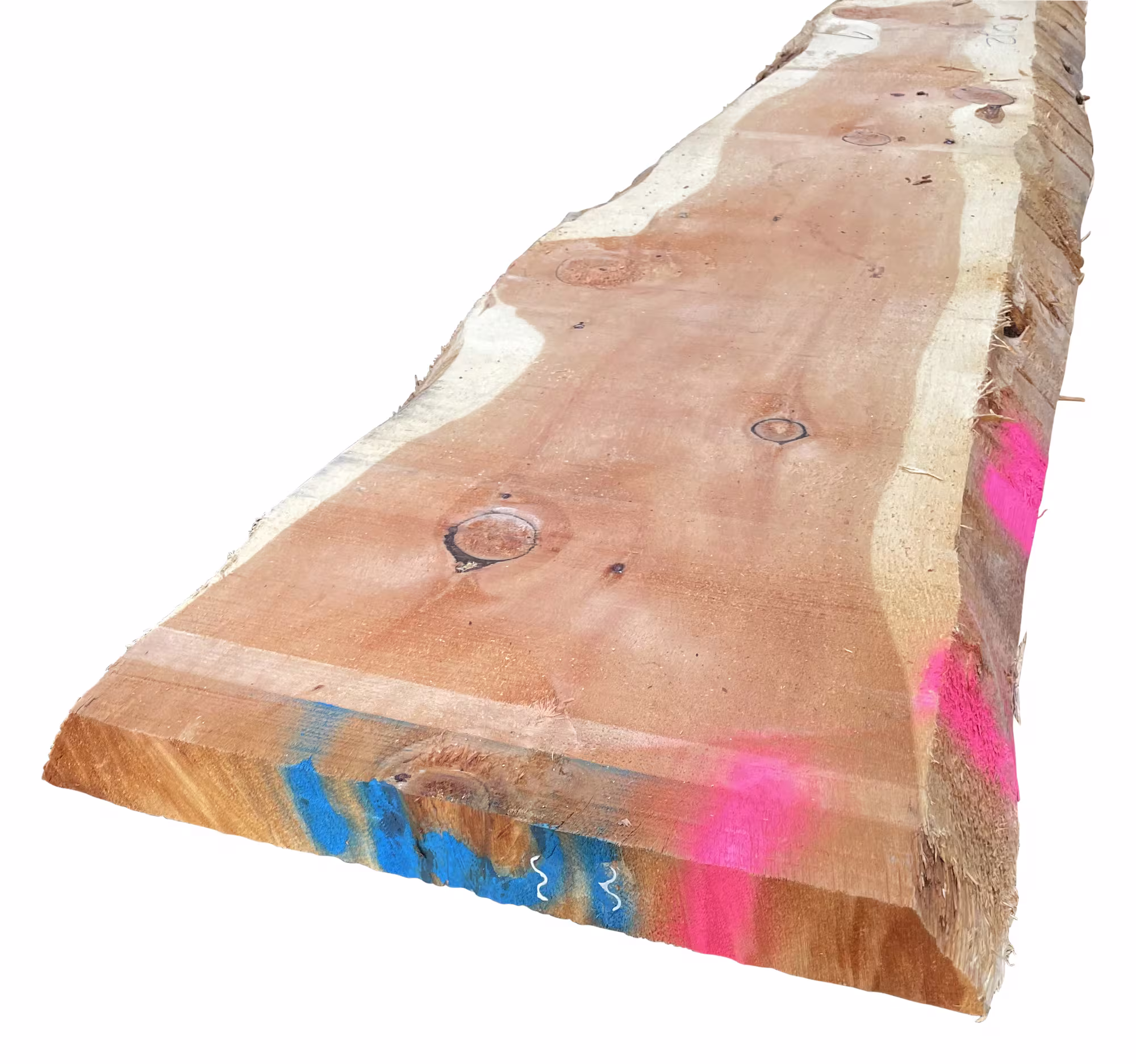 52 mm Zirbelkiefer, KD